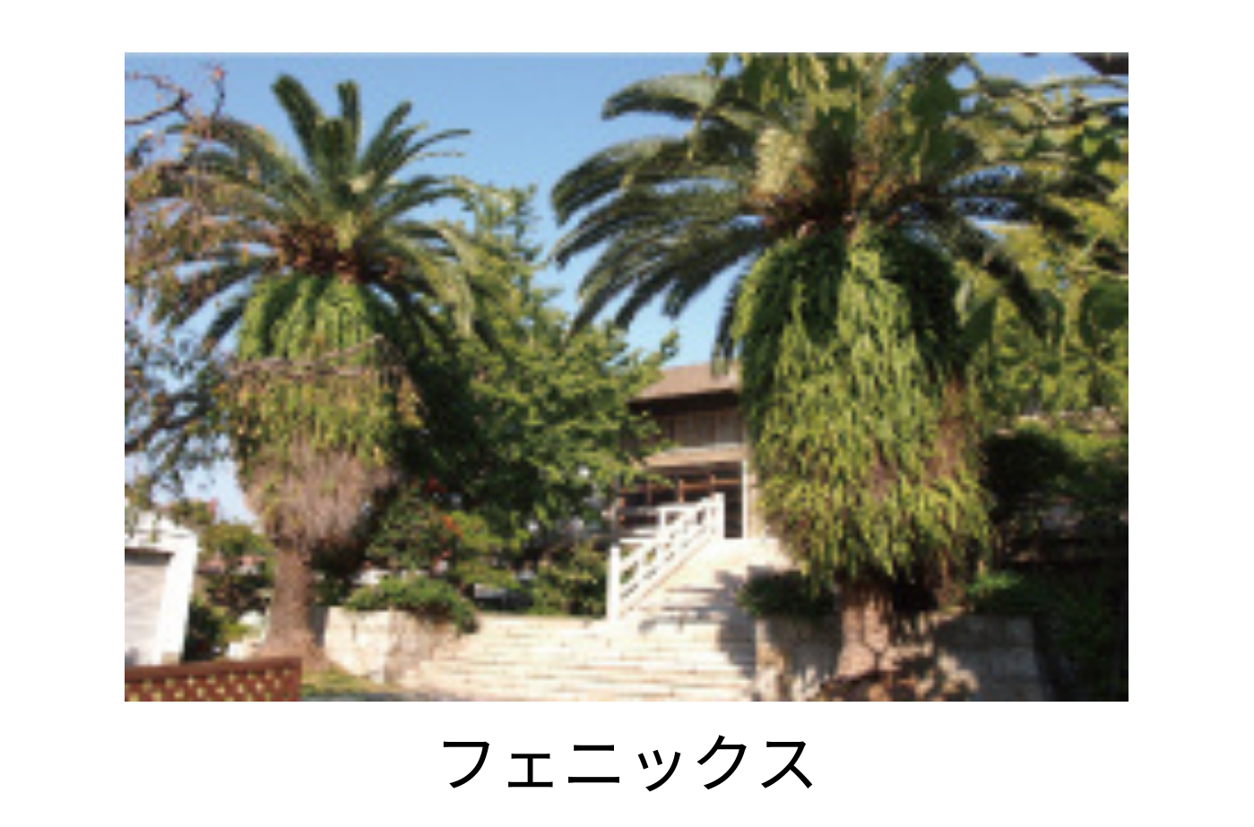 フェニックス